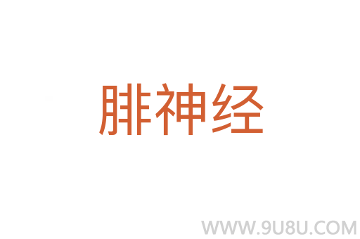 腓神經