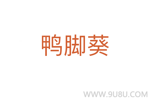 鴨腳葵