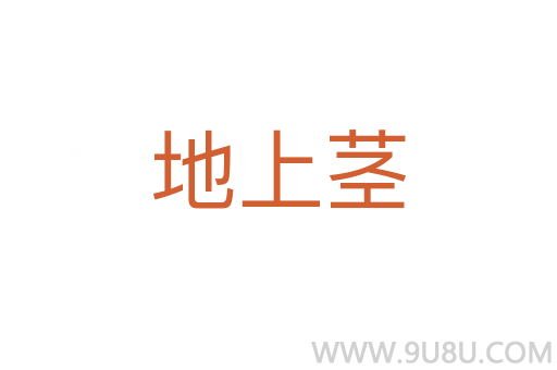 地上莖